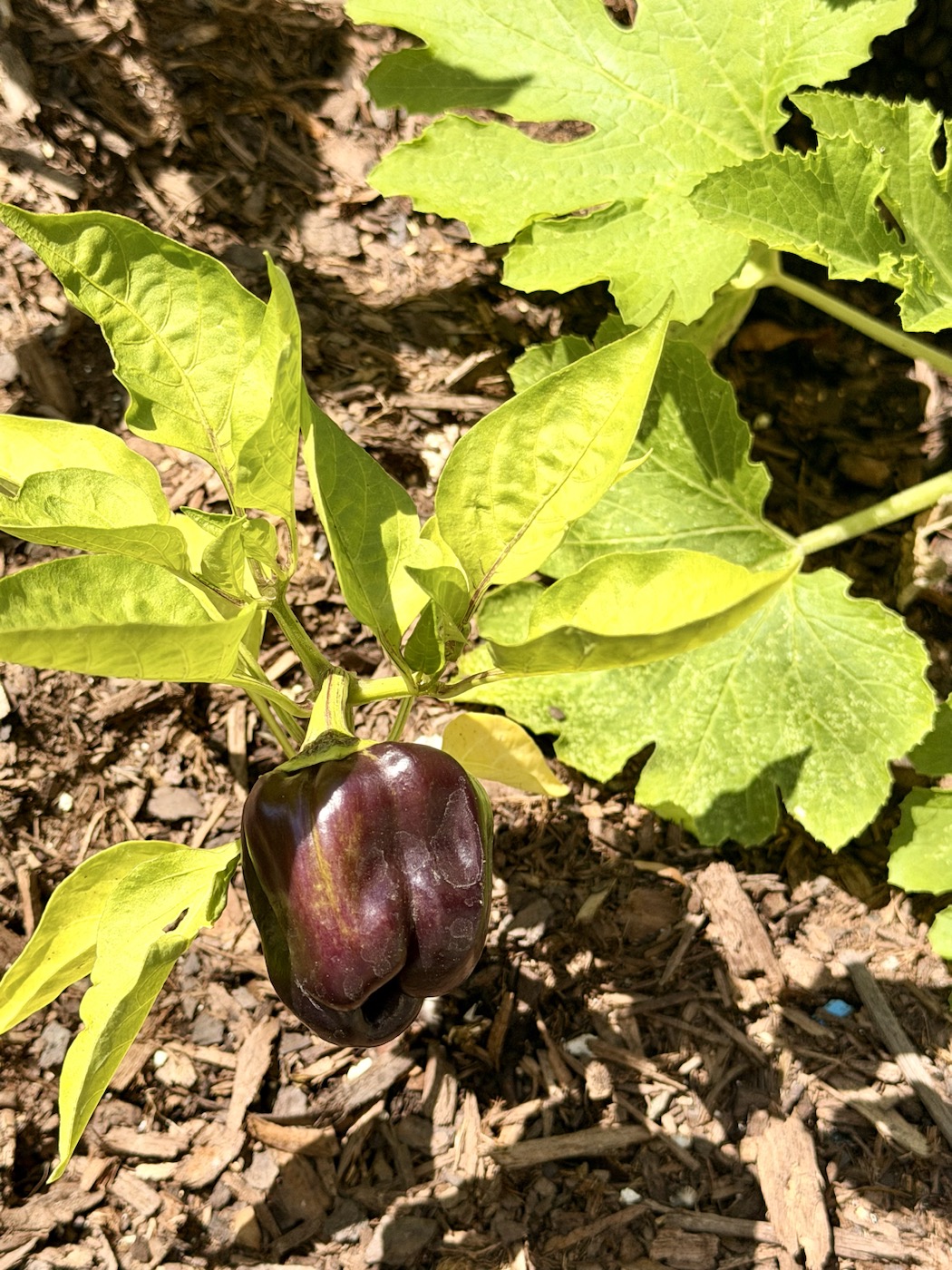A garden photo from the Cultivated and Untamed field journal entry