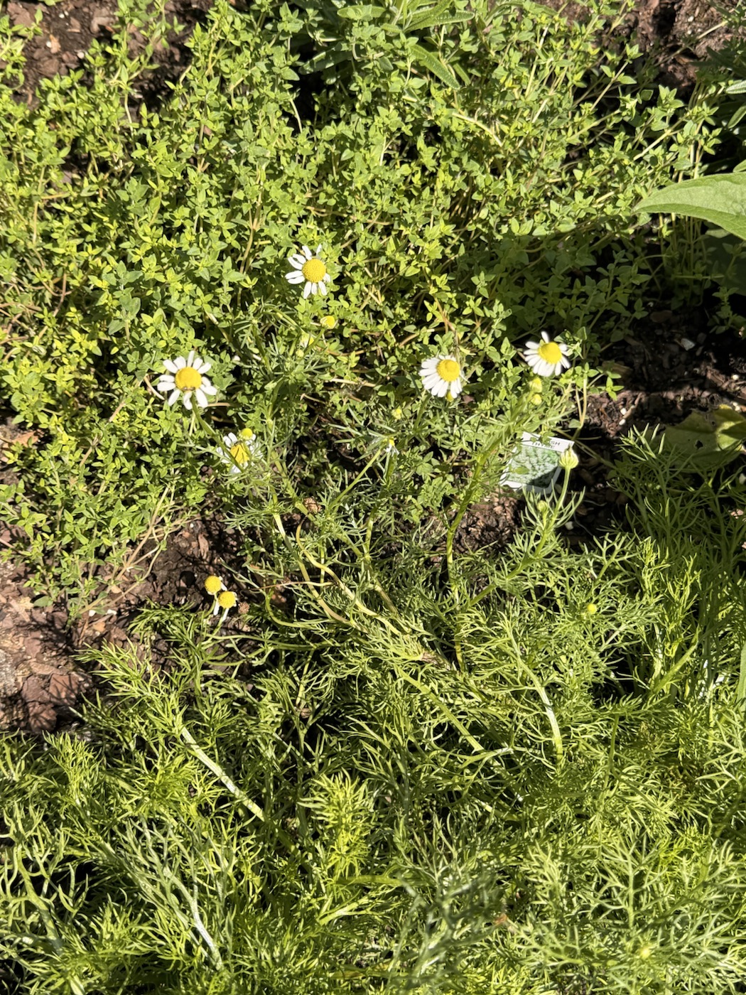A garden photo from the Cultivated and Untamed field journal entry