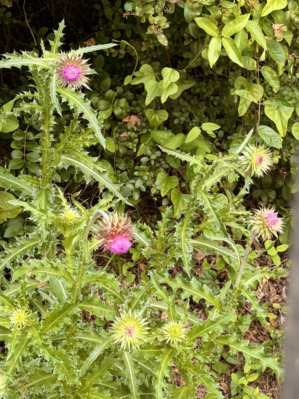 A garden photo from the Cultivated and Untamed field journal entry