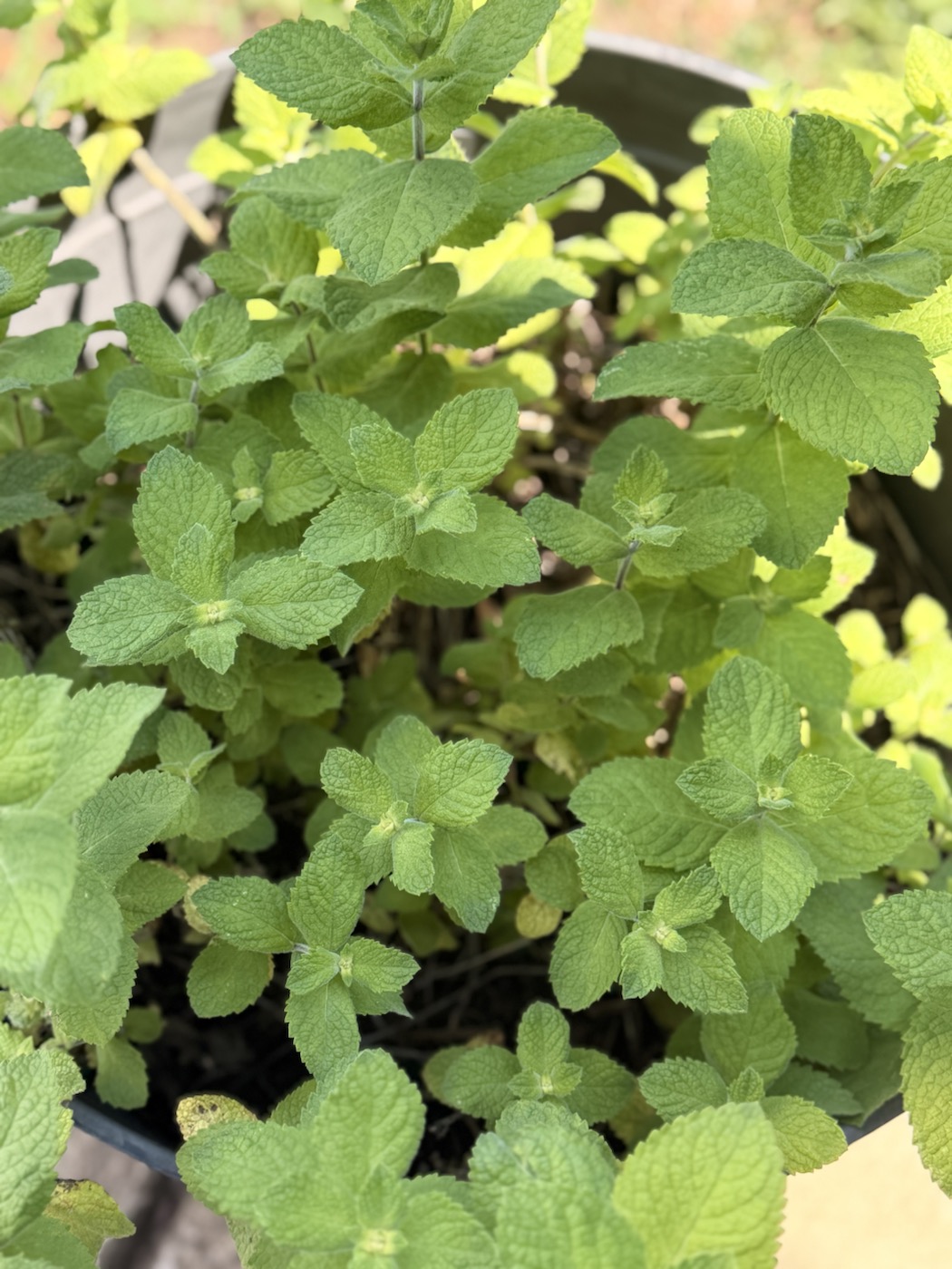 A garden photo from the Cultivated and Untamed field journal entry