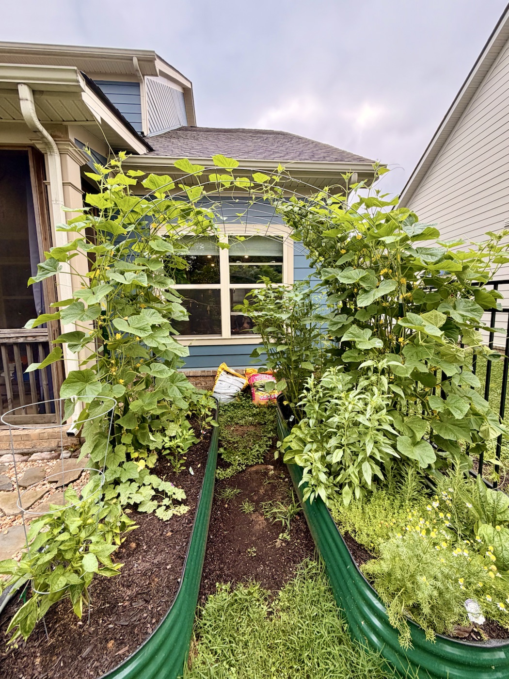 A lush garden overflowing with climbing vines after summer rain