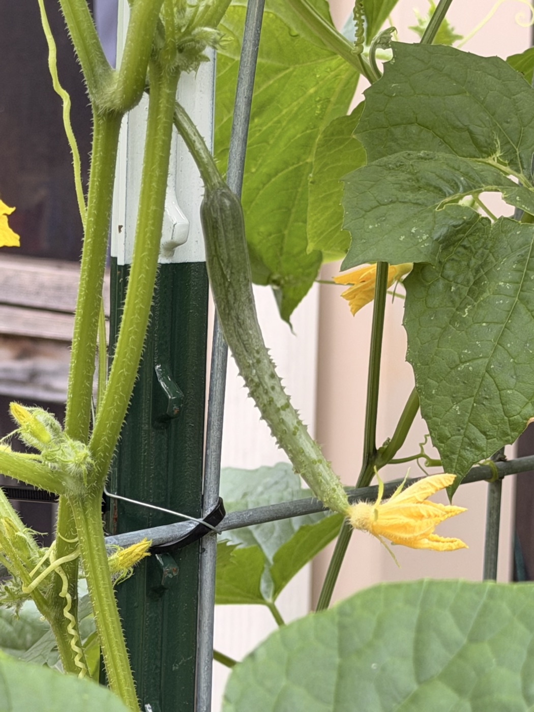 A young cucumber growing among yellow blossoms and rain-damp leaves