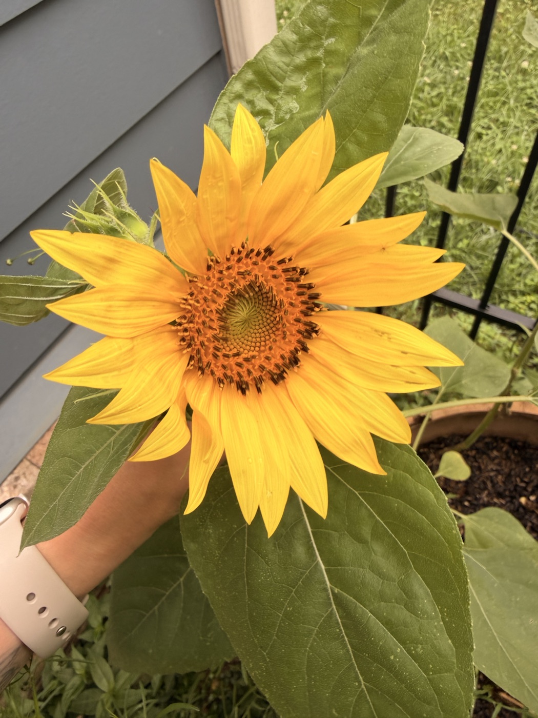 A bright golden sunflower blooming in the garden