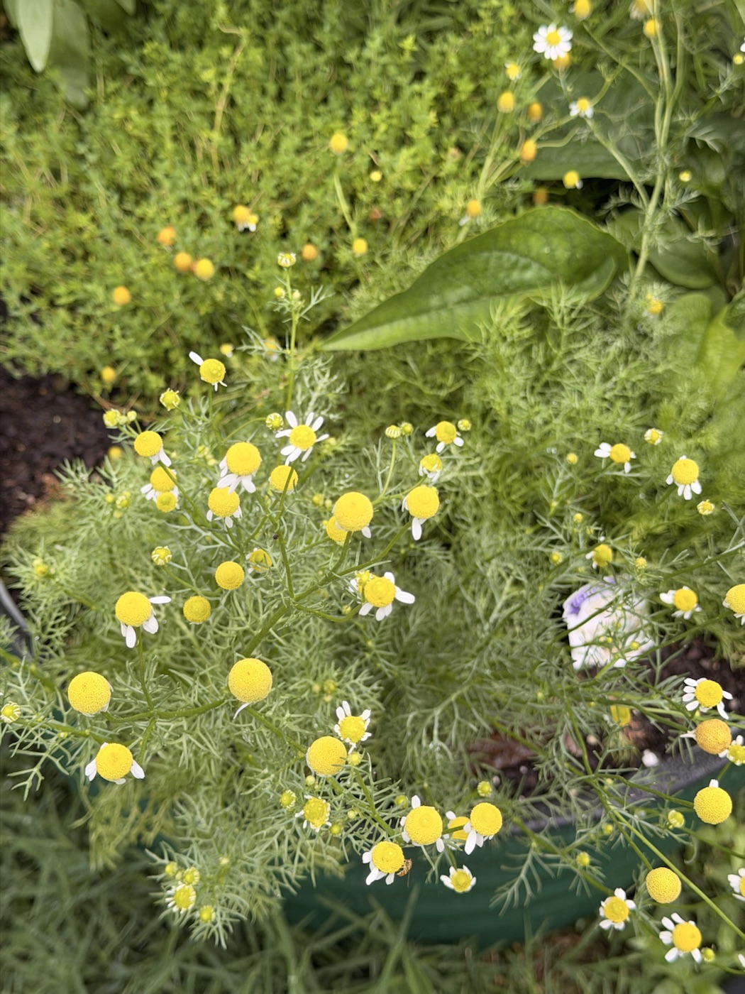 Chamomile blossoms scattered through feathery green foliage