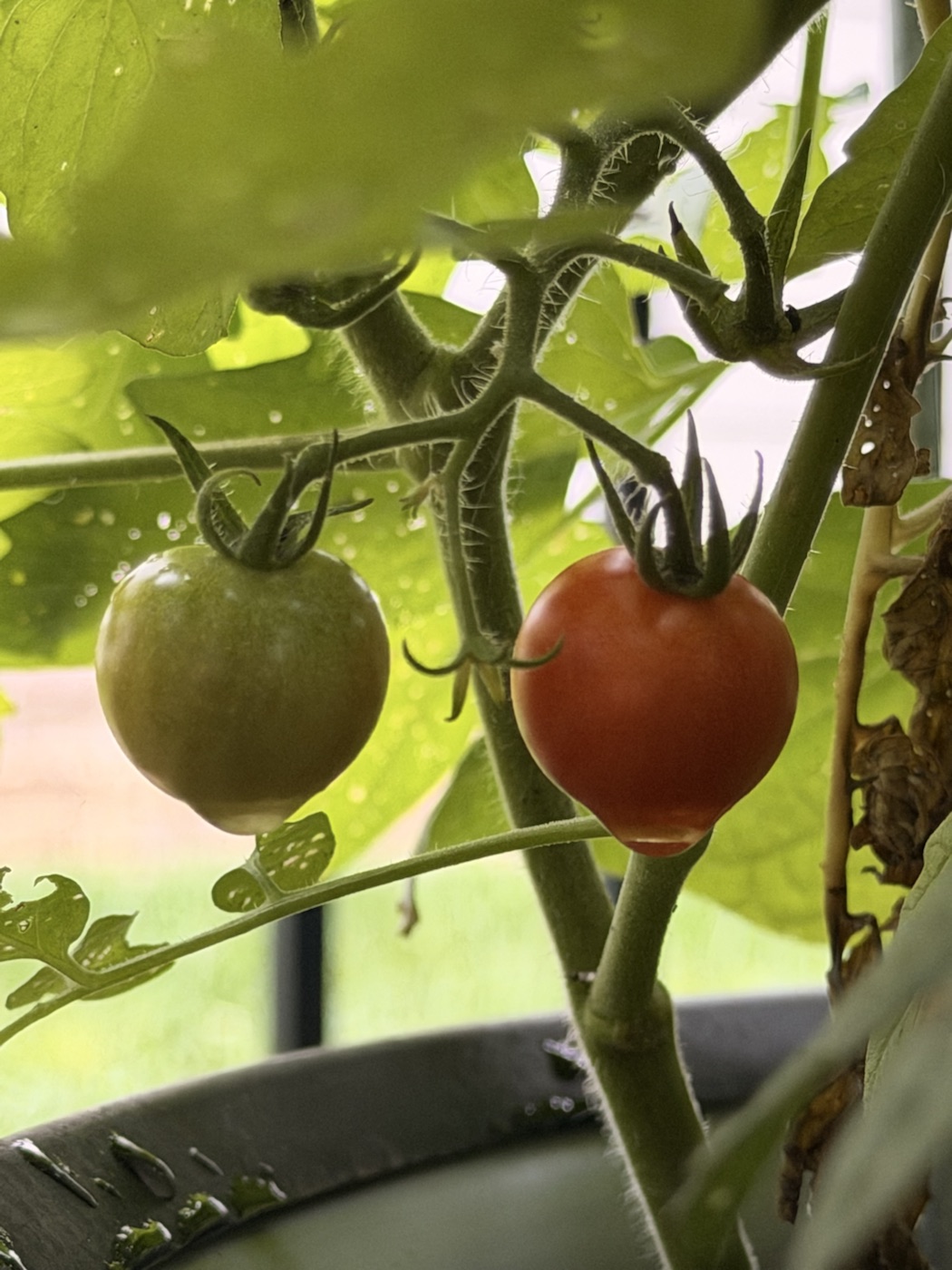 Green and ripening red tomatoes hanging beneath wet leaves