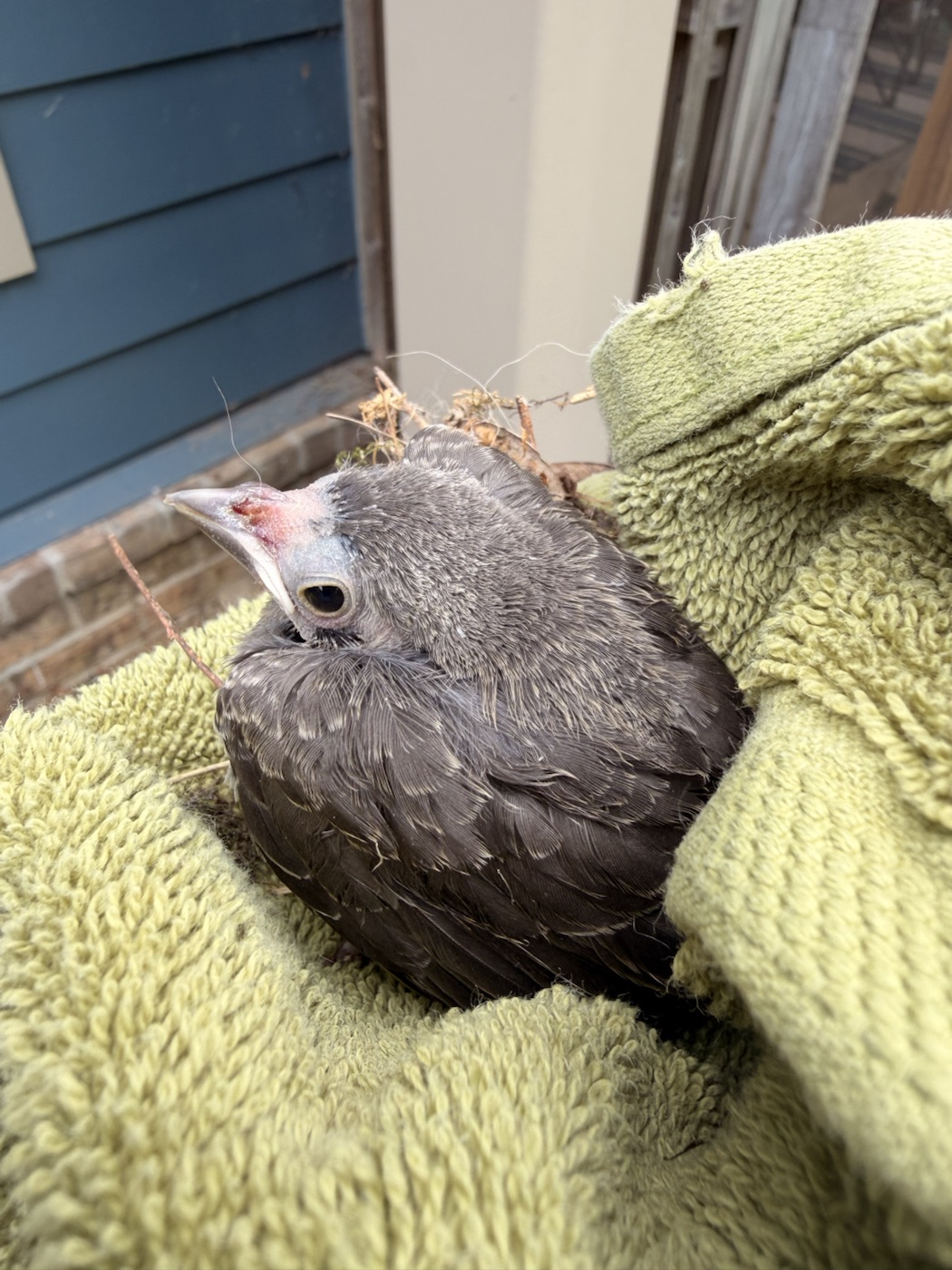 A rescued fledgling resting safely in a soft green towel